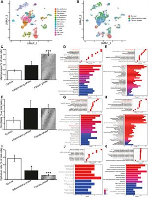 MiR-130a-3p Alleviates Inflammatory and Fibrotic Phases of Pulmonary Fibrosis Through Proinflammatory Factor TNF-α and Profibrogenic Receptor TGF-βRII